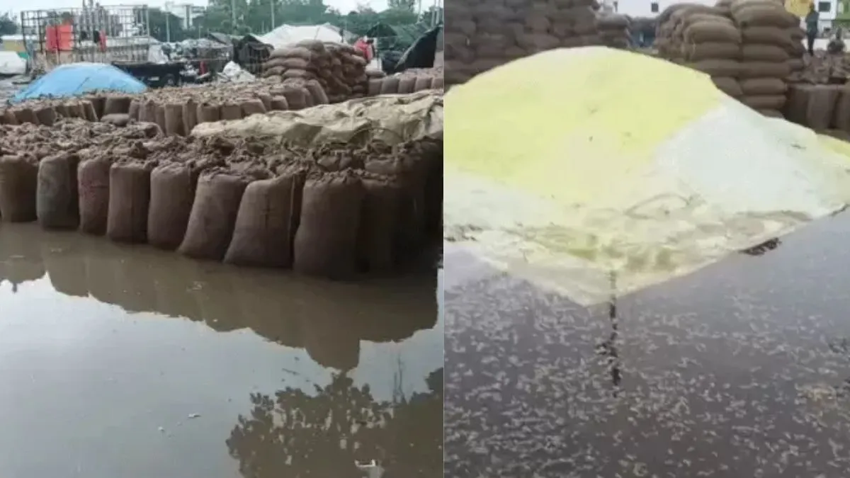 Kaithal Mandi news: कैथल में बारिश से मंडियों में डूबा धान, उठान धीमा होने से किसानों की बढ़ी चिंता