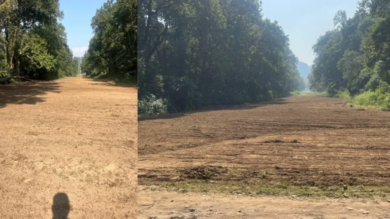 Kalesar National Park Grassland: कलेसर नेशनल पार्क में अनोखी पहल, फायर लाइन में तैयार हुआ विशेष ग्रासलैंड, वन्यजीवों को मिल रहा हरा चारा
