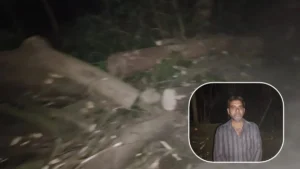 Kalesar Tree Cutting Controversy: कलेसर में 50 साल पुराने आम के 5 फलदार पेड़ काटने पर बवाल, खेत मालिक ने सरपंच प्रतिनिधि पर लगाया आरोप, जांच में जुटी पुलिस