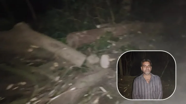 Kalesar Tree Cutting Controversy: कलेसर में 50 साल पुराने आम के 5 फलदार पेड़ काटने पर बवाल, खेत मालिक ने सरपंच प्रतिनिधि पर लगाया आरोप, जांच में जुटी पुलिस