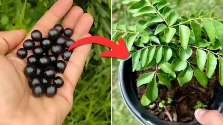 Kari Patta Plant Care: घर पर ऐसे उगाएं करी पत्ते का पौधा, कड़क तड़के के लिए बालकनी में तैयार करें फ्रेश कढ़ी पत्ता