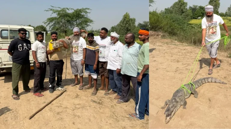 Kurukshetra Crocodile Rescue: कुरुक्षेत्र में SYL नहर में फंसा 50 किलो का मगरमच्छ, गोताखोर प्रगट सिंह की टीम ने ऐसे बचाया