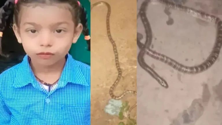 Kurukshetra snake bite: कुरुक्षेत्र में घर में सो रही मां और 6 साल की बेटी को जहरीले करैत सांप ने डसा