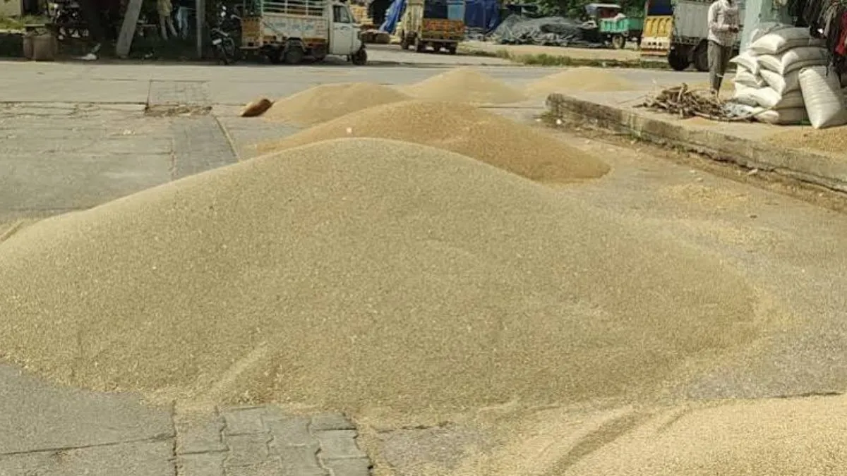 Nangal Chaudhary News: नांगल चौधरी अनाज मंडी में बाजरा खरीद के लिए संशोधित शेड्यूल जारी, किसानों को अपनी फसल बेचने के लिए मिला नया समय, 31 अक्टूबर और 1 नवंबर को रहेगा अवकाश