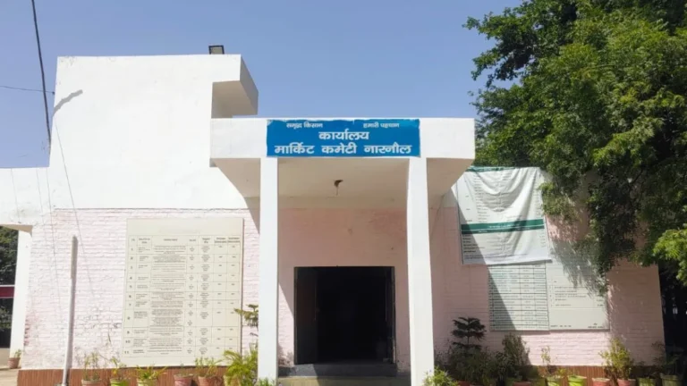 Narnaul Mandi Update: नारनौल नई अनाज मंडी में बाजरे की खरीद के लिए संशोधित शेड्यूल जारी