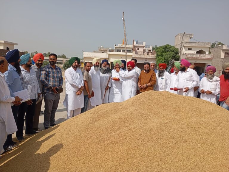Patti Dana Mandi Paddy Procurement : पट्टी दाना मंडी में धान की खरीद शुरू, जस्सा पट्टी ने व्यवस्थाओं का लिया जायजा