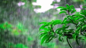 Punjab Weather Update: हिमाचल में बर्फबारी के बाद चंडीगढ़ -पंजाब में बढ़ी ठिठुरन, जानें 28 अक्टूबर तक का हाल