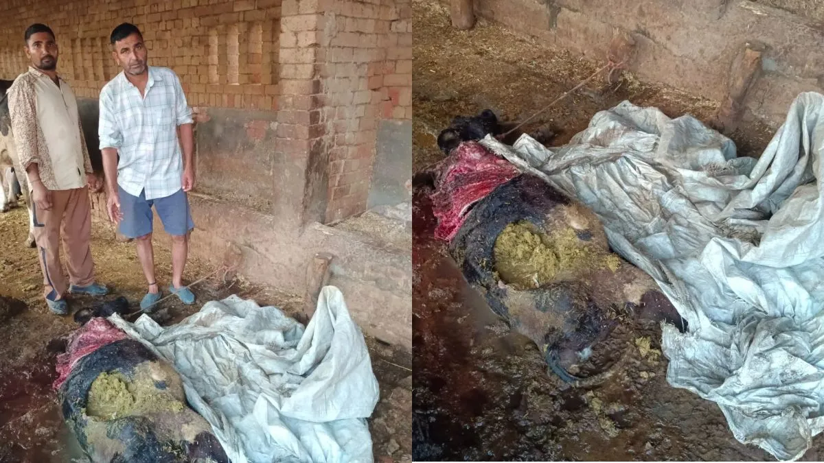 Rajound Stray Dog Attack: राजौंद में आदमखोर आवारा कुत्तों का भयानक आतंक, बाड़े में बंधी 4 बछड़ियों को नोंच-नोंचकर मार डाला