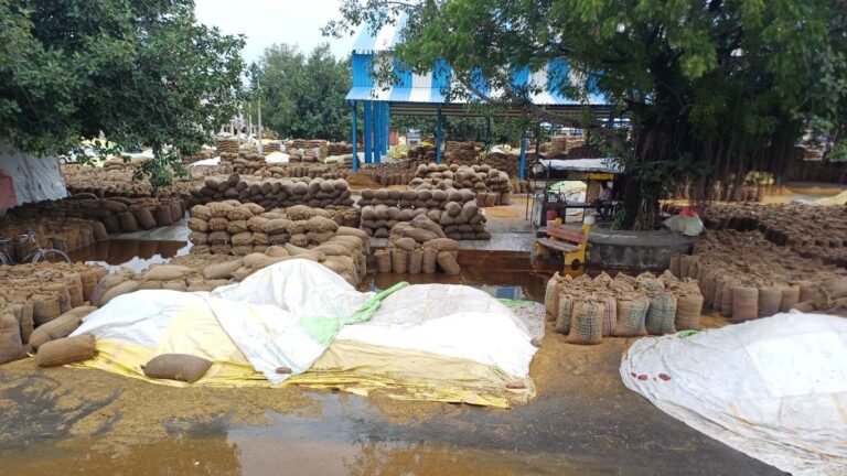 Pundri-mandi Paddy Crop Damaged: पूंडरी मंडी में बारिश से बिगड़े हालात, खुले में पड़ा हजारों क्विंटल धान भीगा, किसानों की बढ़ी मुश्किले